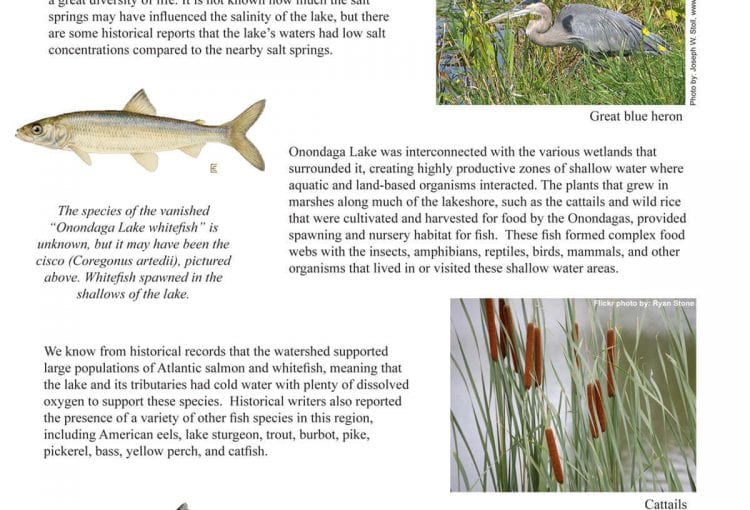 Historic Fisheries of the Watershed Fact Sheet